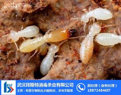 白蟻防治工程,六安市白蟻防治,合肥堤壩白蟻防治 查看