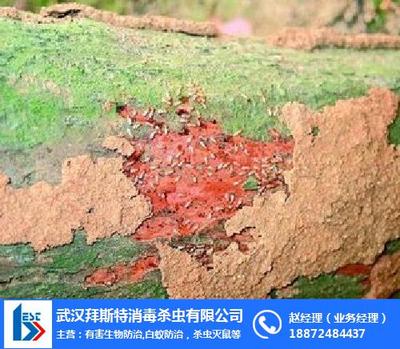 常德古白蟻防治_白蟻_長沙白蟻預防處理 查看